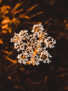 Preview wallpaper inflorescence, flower, white, macro, plant