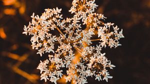 Preview wallpaper inflorescence, flower, white, macro, plant