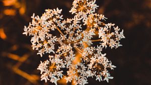 Preview wallpaper inflorescence, flower, white, macro, plant