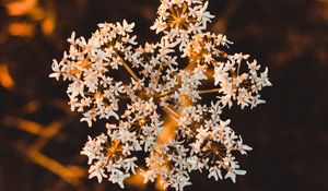 Preview wallpaper inflorescence, flower, white, macro, plant