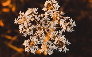 Preview wallpaper inflorescence, flower, white, macro, plant