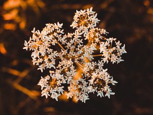 Preview wallpaper inflorescence, flower, white, macro, plant