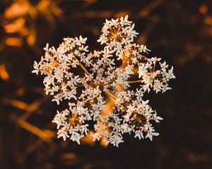 Preview wallpaper inflorescence, flower, white, macro, plant