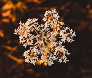 Preview wallpaper inflorescence, flower, white, macro, plant