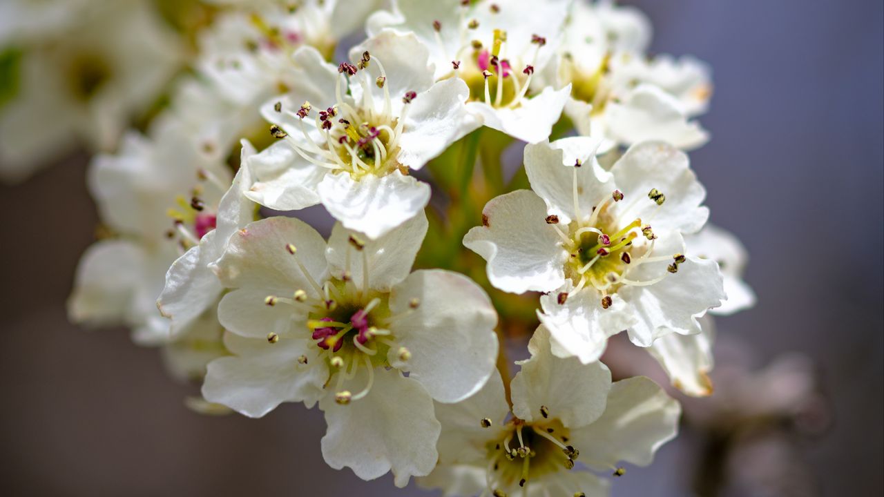 Wallpaper inflorescence, flowers, petals, white, spring, blur