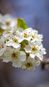 Preview wallpaper inflorescence, flowers, petals, white, spring, blur