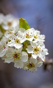 Preview wallpaper inflorescence, flowers, petals, white, spring, blur