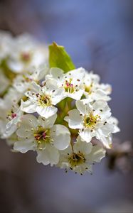 Preview wallpaper inflorescence, flowers, petals, white, spring, blur