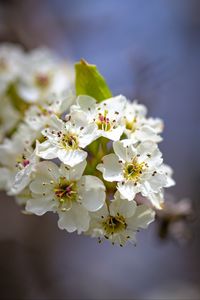 Preview wallpaper inflorescence, flowers, petals, white, spring, blur