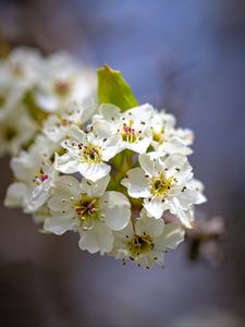 Preview wallpaper inflorescence, flowers, petals, white, spring, blur