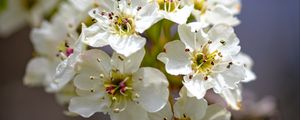 Preview wallpaper inflorescence, flowers, petals, white, spring, blur