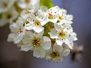 Preview wallpaper inflorescence, flowers, petals, white, spring, blur