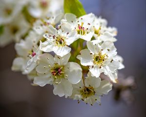 Preview wallpaper inflorescence, flowers, petals, white, spring, blur