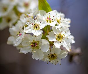 Preview wallpaper inflorescence, flowers, petals, white, spring, blur