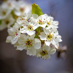 Preview wallpaper inflorescence, flowers, petals, white, spring, blur