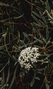 Preview wallpaper inflorescence, flowers, white, grass, plant