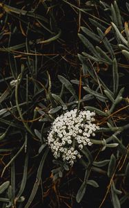 Preview wallpaper inflorescence, flowers, white, grass, plant