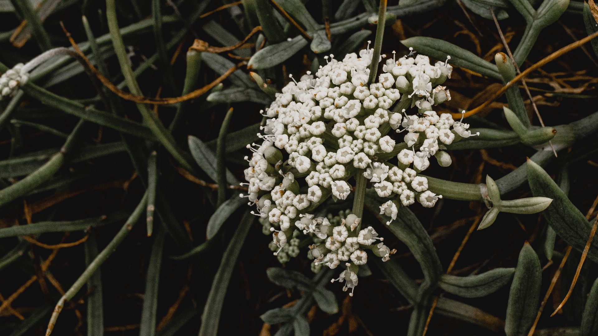 Download wallpaper 1920x1080 inflorescence, flowers, white, grass ...