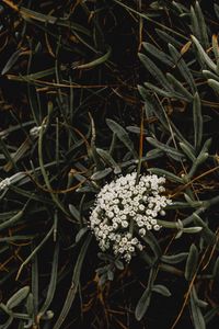 Preview wallpaper inflorescence, flowers, white, grass, plant