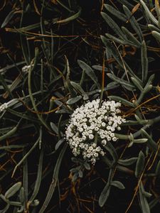 Preview wallpaper inflorescence, flowers, white, grass, plant