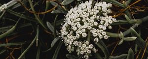 Preview wallpaper inflorescence, flowers, white, grass, plant