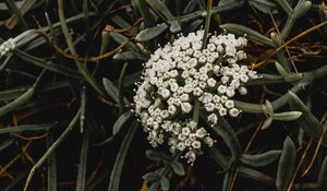 Preview wallpaper inflorescence, flowers, white, grass, plant