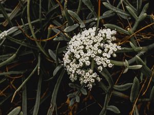 Preview wallpaper inflorescence, flowers, white, grass, plant