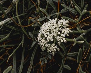 Preview wallpaper inflorescence, flowers, white, grass, plant