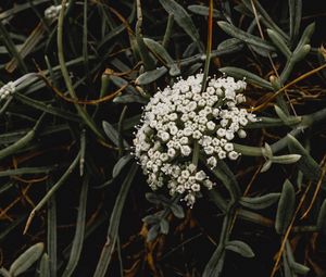 Preview wallpaper inflorescence, flowers, white, grass, plant