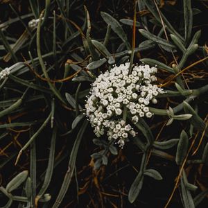 Preview wallpaper inflorescence, flowers, white, grass, plant