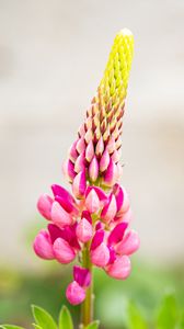 Preview wallpaper inflorescence, lupine, flowers, petals, pink