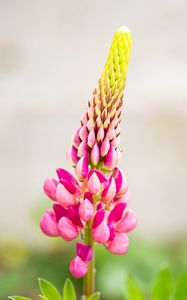 Preview wallpaper inflorescence, lupine, flowers, petals, pink