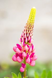 Preview wallpaper inflorescence, lupine, flowers, petals, pink