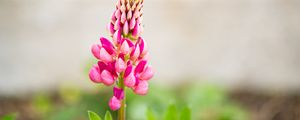 Preview wallpaper inflorescence, lupine, flowers, petals, pink