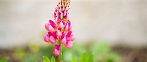 Preview wallpaper inflorescence, lupine, flowers, petals, pink