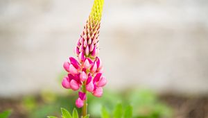 Preview wallpaper inflorescence, lupine, flowers, petals, pink