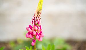 Preview wallpaper inflorescence, lupine, flowers, petals, pink