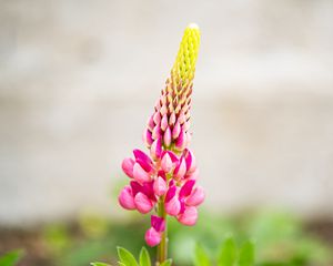 Preview wallpaper inflorescence, lupine, flowers, petals, pink