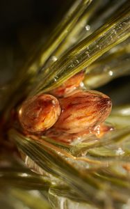 Preview wallpaper inflorescence, needles, resin, liquid, macro