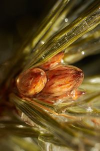 Preview wallpaper inflorescence, needles, resin, liquid, macro