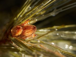 Preview wallpaper inflorescence, needles, resin, liquid, macro