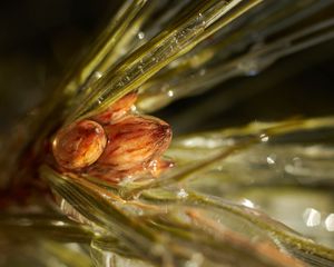 Preview wallpaper inflorescence, needles, resin, liquid, macro