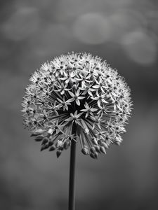 Preview wallpaper inflorescences, flowers, petals, black and white