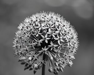 Preview wallpaper inflorescences, flowers, petals, black and white