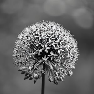 Preview wallpaper inflorescences, flowers, petals, black and white