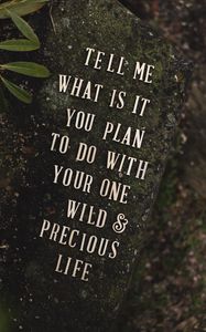 Preview wallpaper inscription, phrase, words, stone, plant