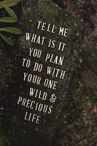 Preview wallpaper inscription, phrase, words, stone, plant
