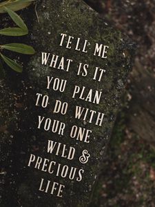 Preview wallpaper inscription, phrase, words, stone, plant