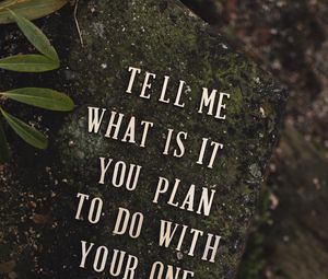 Preview wallpaper inscription, phrase, words, stone, plant