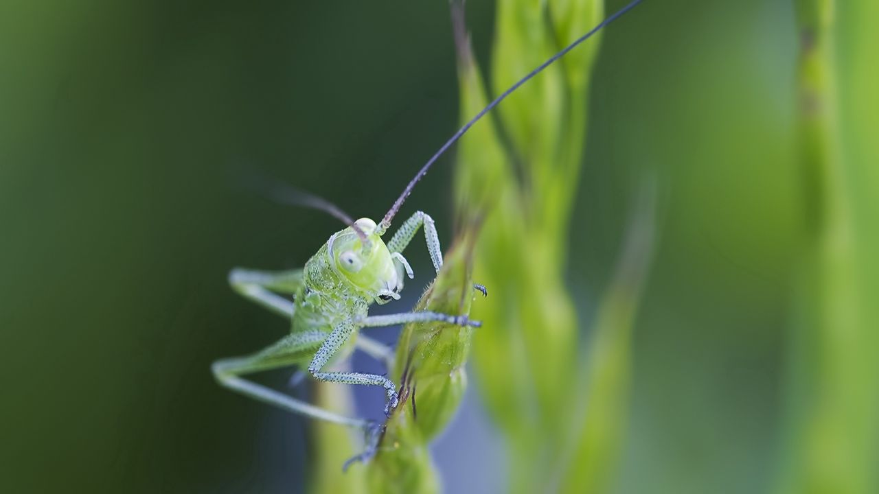 Wallpaper insect, antennae, grass, bright